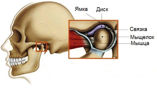 Височно-нижнечелюстной сустав (ВНЧС) фото
